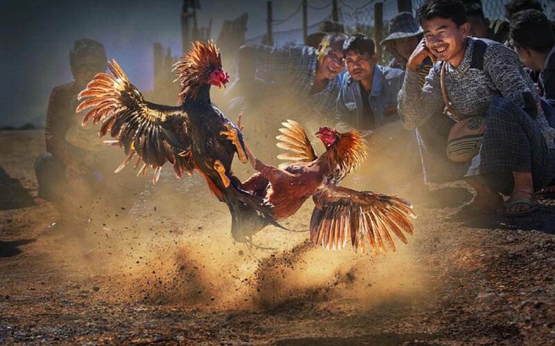 Đá Gà Trực Tiếp Ww88 Và Những Điều Cần Biết Cho Tân Thủ 2 Sức ảnh hưởng của đá gà trực tiếp
